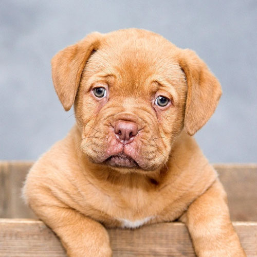 dog1
