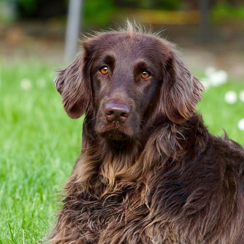 dog2