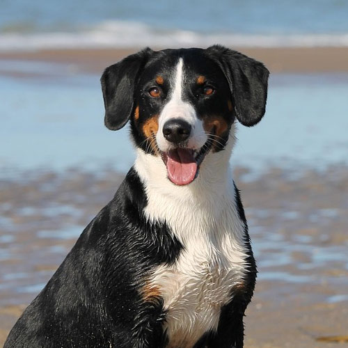 dog3