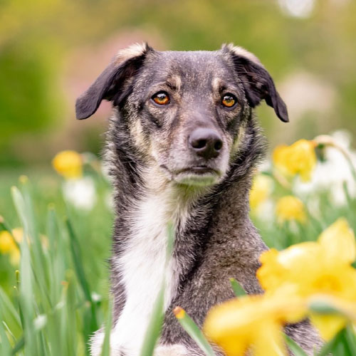 dog4
