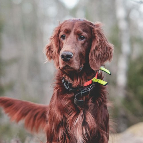 dog5