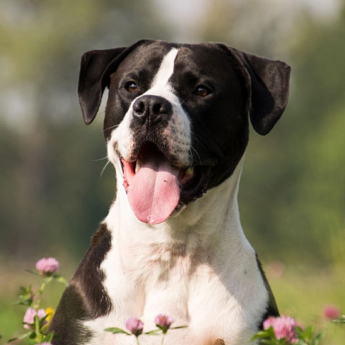 dog6